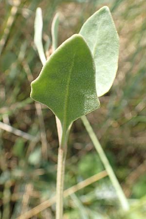 Halimione portulacoides \ Portulak-Keilmelde, Strand-Salzmelde, NL Colijnsplaat 13.8.2015