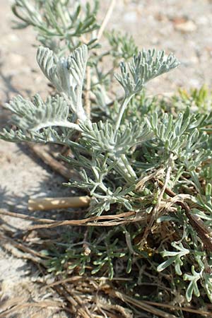 Artemisia maritima / Sea Wormwood, Maritime Wormseed, NL Colijnsplaat 13.8.2015