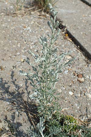 Artemisia maritima / Sea Wormwood, Maritime Wormseed, NL Colijnsplaat 13.8.2015