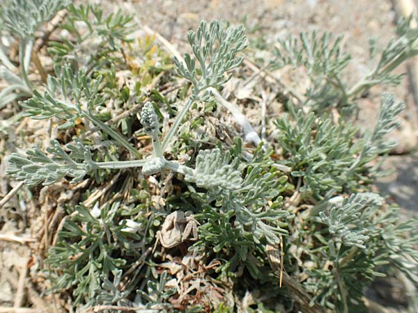 Artemisia maritima \ Strand-Beifu / Sea Wormwood, Maritime Wormseed, NL Colijnsplaat 13.8.2015