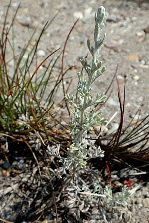 Artemisia maritima / Sea Wormwood, Maritime Wormseed, NL Colijnsplaat 13.8.2015