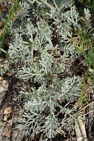 Artemisia maritima \ Strand-Beifu, NL Colijnsplaat 13.8.2015