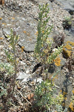 Artemisia maritima / Sea Wormwood, Maritime Wormseed, NL Colijnsplaat 13.8.2015