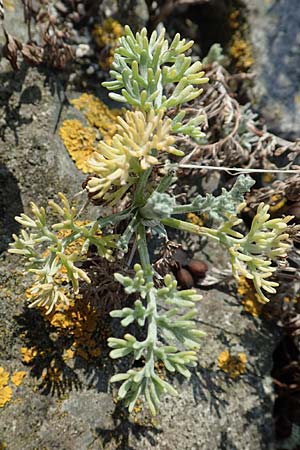 Artemisia maritima \ Strand-Beifu / Sea Wormwood, Maritime Wormseed, NL Colijnsplaat 13.8.2015