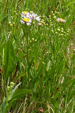 Tripolium pannonicum subsp. tripolium \ Meer-Aster, Strand-Aster / Sea Aster, NL Zierikzee 12.8.2015