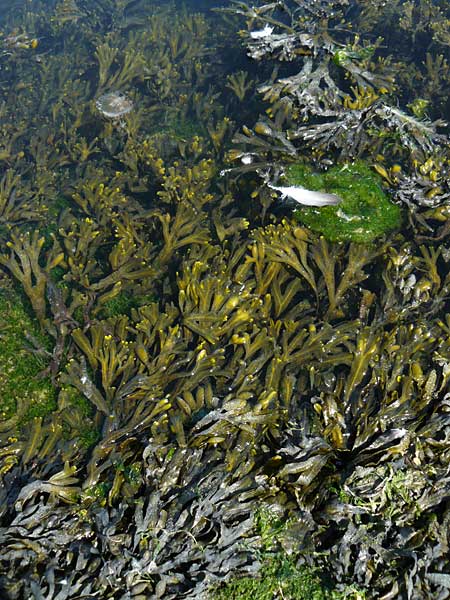 Fucus vesiculosus \ Blasen-Tang / Bladder Wrack, NL Zierikzee 9.8.2015