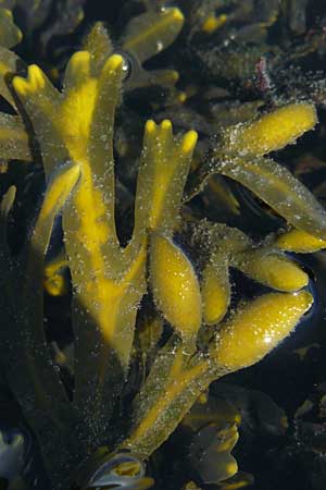 Fucus vesiculosus \ Blasen-Tang / Bladder Wrack, NL Zierikzee 9.8.2015