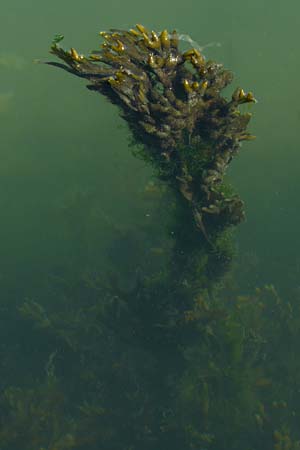 Fucus vesiculosus \ Blasen-Tang / Bladder Wrack, NL Zierikzee 9.8.2015