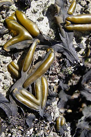 Fucus vesiculosus \ Blasen-Tang / Bladder Wrack, NL Reimerswaal 8.8.2015