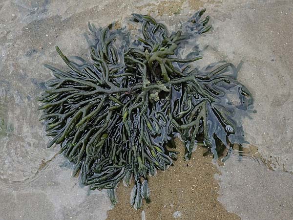 Codium fragile \ Grner Leuchter, Finger-Alge / Dead Man's Fingers, Green Sea Fingers, NL Veere 14.8.2015