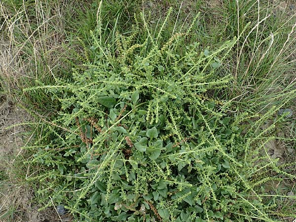 Beta vulgaris subsp. maritima \ Wilde Rbe, Meer-Mangold, NL Zierikzee 12.8.2015