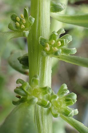 Beta vulgaris subsp. maritima \ Wilde Rbe, Meer-Mangold / Sea Beet, NL Zierikzee 12.8.2015