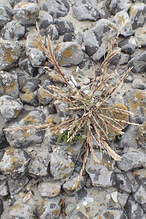 Catapodium marinum \ Dnen-Steifgras / Sea Fern Grass, Stiff Sand Grass, NL Neeltje Jans 10.8.2015