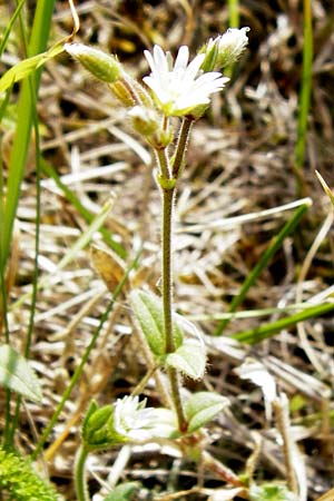 Cerastium holosteoides \ Gewhnliches Hornkraut, NL Zierikzee 9.8.2015