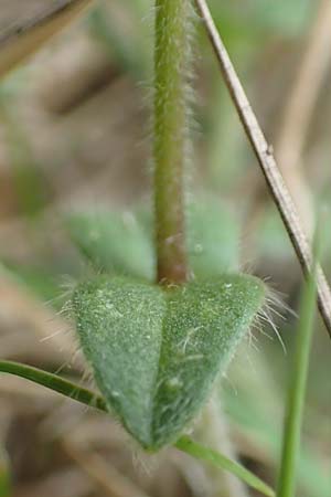 Cerastium holosteoides \ Gewhnliches Hornkraut, NL Zierikzee 12.8.2015