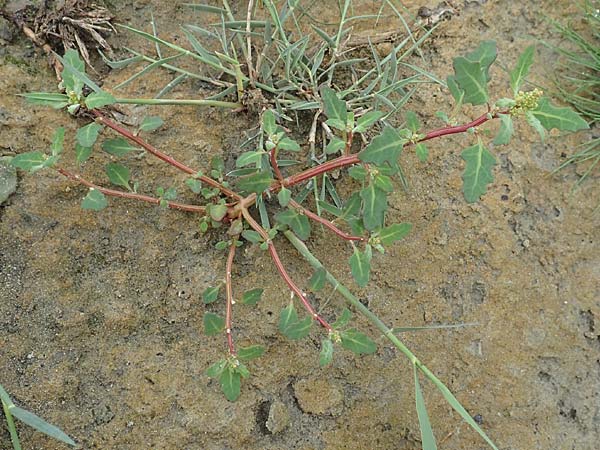 Chenopodium glaucum \ Blaugrner Gnsefu / Oak-Leaved Goosefoot, Glaucous Goosefoot, NL St. Philipsland 14.8.2015