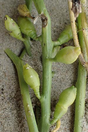 Cakile maritima / Sea Rocket, NL Neeltje Jans 10.8.2015