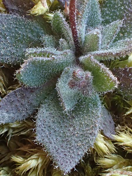 Draba glauca \ Blaugrne Felsenblmchen / Bluegreen Whitlowgrass, NL Lemiers 11.3.2022