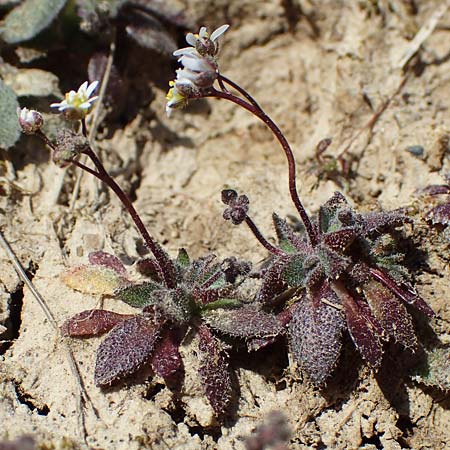 Draba glauca \ Blaugrne Felsenblmchen / Bluegreen Whitlowgrass, NL Lemiers 11.3.2022