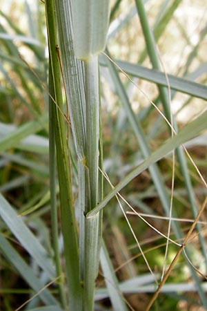 Leymus arenarius \ Strand-Roggen, NL Renesse 9.8.2015