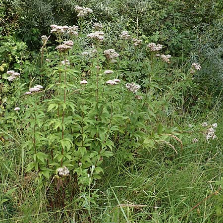 Eupatorium cannabinum \ Wasserdost, NL St. Philipsland 14.8.2015