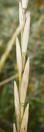 Elymus farctus \ Binsen-Quecke, Strandweizen, NL Renesse 9.8.2015