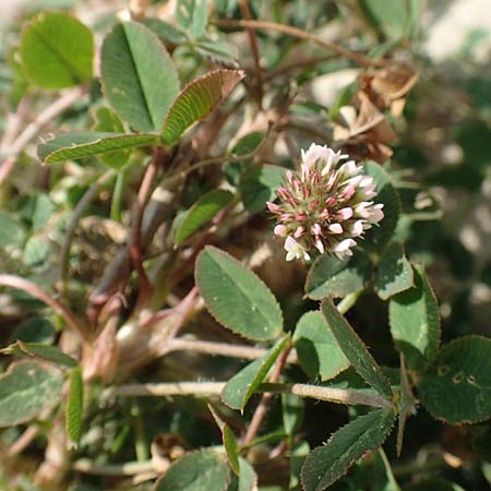 Trifolium fragiferum \ Erdbeer-Klee / Strawberry Clover, NL Colijnsplaat 13.8.2015