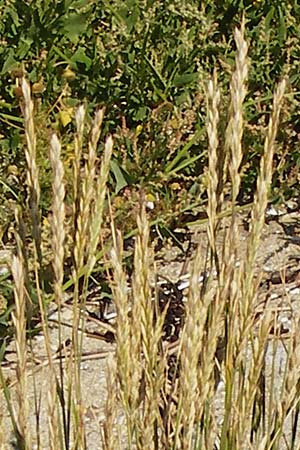 Elymus repens \ Kriechende Quecke, NL Reimerswaal 8.8.2015