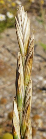 Leymus arenarius \ Strand-Roggen / Sea Lyme Grass, NL Reimerswaal 8.8.2015