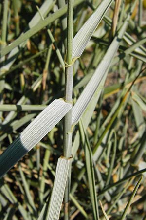 Leymus arenarius \ Strand-Roggen / Sea Lyme Grass, NL Reimerswaal 8.8.2015