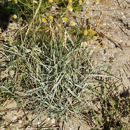 Leymus arenarius \ Strand-Roggen / Sea Lyme Grass, NL Reimerswaal 8.8.2015