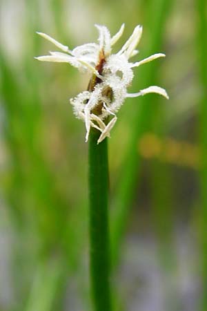 Eleocharis palustris agg. \ Gewhnliche Sumpfbinse, Gemeine Sumpfsimse / Common Spike Rush, NL Cadzand-Bad 11.8.2015