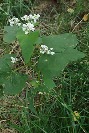 Fagopyrum esculentum \ Echter Buchweizen / Buckwheat, NL Nijmegen 29.7.2023