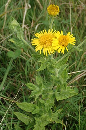 Pulicaria dysenterica \ Groes Flohkraut / Common Fleabane, NL Zierikzee 12.8.2015