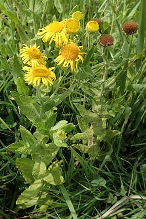 Pulicaria dysenterica \ Groes Flohkraut, NL Veere 14.8.2015