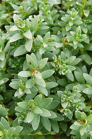 Lysimachia maritima \ Strand-Milchkraut / Sea Milkwort, NL Cadzand-Bad 11.8.2015