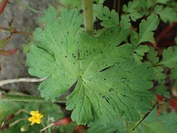 Geranium pyrenaicum / Hedge-Row Crane's-Bill, NL Nijmegen 29.7.2023