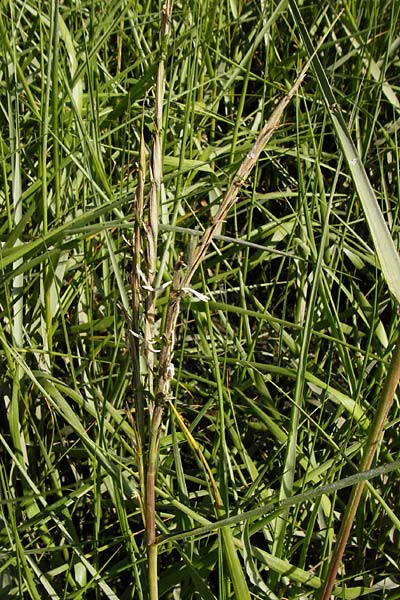 Sporobolus anglicus \ Salz-Schlickgras / Common Cord-Grass, NL Reimerswaal 8.8.2015