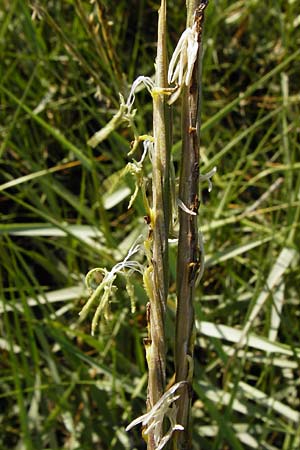 Sporobolus anglicus \ Salz-Schlickgras / Common Cord-Grass, NL Reimerswaal 8.8.2015