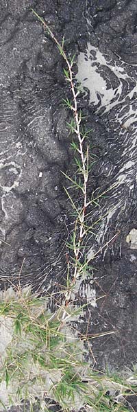 Cynodon dactylon / Bermuda Grass, Cocksfoot Grass, NL Grevelingendam 10.8.2015