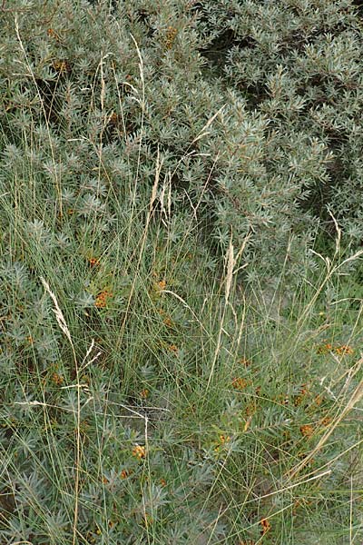 Festuca rubra subsp. arenaria \ Dünen-Rot-Schwingel / Sand Red Fescue, NL Nieuw-Haamstede 9.8.2015
