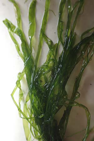 Blidingia minima \ Fadentang, Kleiner Darmtang / Lesser Grass Kelp, Green Seaweed, NL Nieuw-Haamstede 10.8.2015