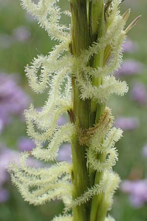 Sporobolus anglicus \ Salz-Schlickgras / Common Cord-Grass, NL Cadzand-Bad 11.8.2015