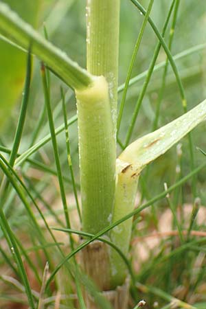 Sporobolus anglicus \ Salz-Schlickgras / Common Cord-Grass, NL Cadzand-Bad 11.8.2015