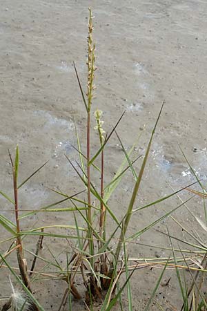 Sporobolus anglicus \ Salz-Schlickgras / Common Cord-Grass, NL Cadzand-Bad 11.8.2015