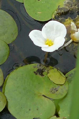 Hydrocharis morsus-ranae \ Froschbiss, NL Zierikzee 12.8.2015