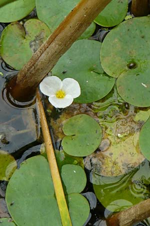 Hydrocharis morsus-ranae \ Froschbiss / Frogbit, NL Zierikzee 12.8.2015