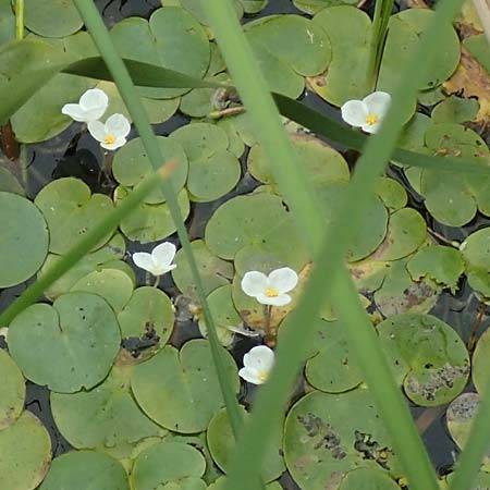 Hydrocharis morsus-ranae \ Froschbiss / Frogbit, NL Zierikzee 12.8.2015