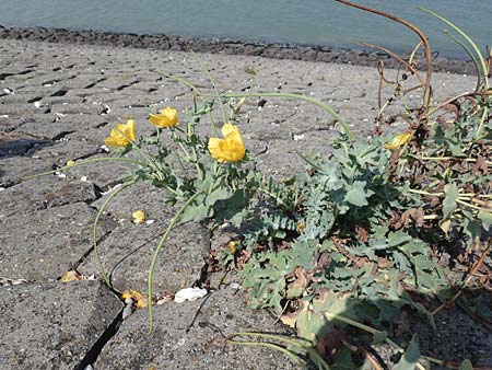 Glaucium flavum \ Gelber Hornmohn / Yellow Horned Poppy, NL Colijnsplaat 13.8.2015