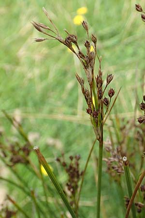 Juncus anceps \ Zweischneidige Binse / Two-Headed Rush, NL Zierikzee 12.8.2015